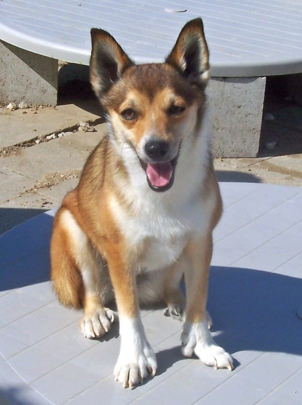 Norwegian Lundehund courtesy Debby G. Morris