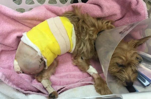 Once Pippa's wounds were cleaned and treated she looked much better. (Image courtesy Southern Animal Foundation)