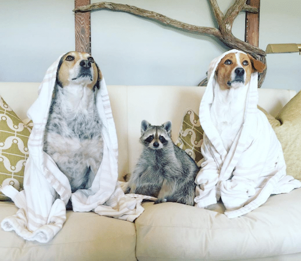 PumpkinDogsBathing