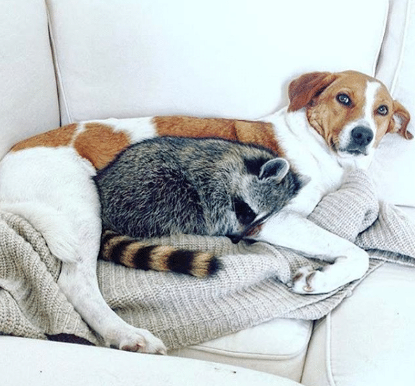 PumpkinSnuggle