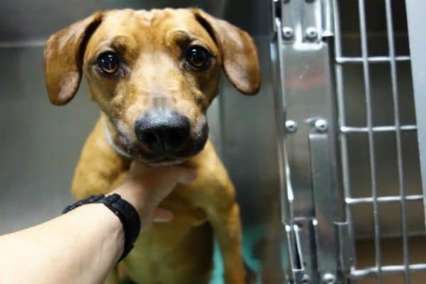 The odds were stacked against him when Rusty found himself paralyzed and in a shelter. (All photos courtesy Odie's Place)