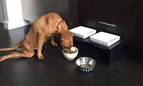 Rusty lost all feeling and mobility in his back legs while still living with his former family. (All photos courtesy Odie's Place)