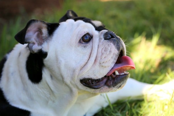 Bonsai was born to a breeder but needed extreme medical help. (All photos courtesy Elizabeth Hart, Friends of Emma)