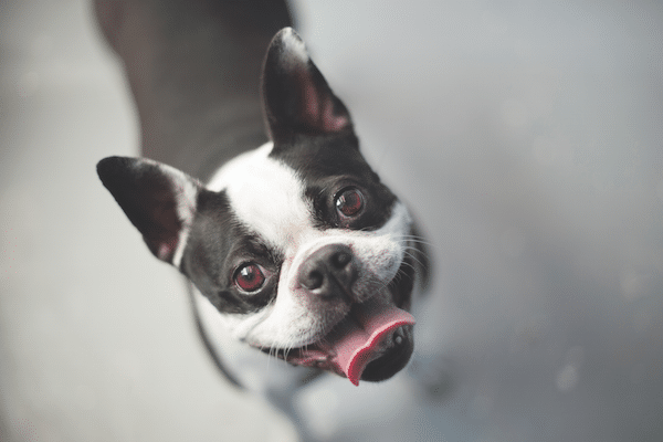 boston terrier american gentleman