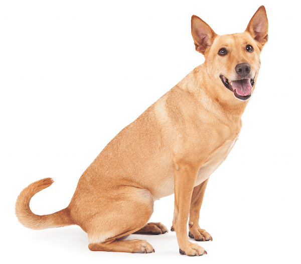Carolina dog by Shutterstock.