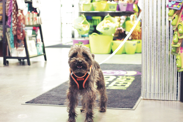 Riloh at Greenspot. (Photo by Jeannie North/MyCity.Dog)