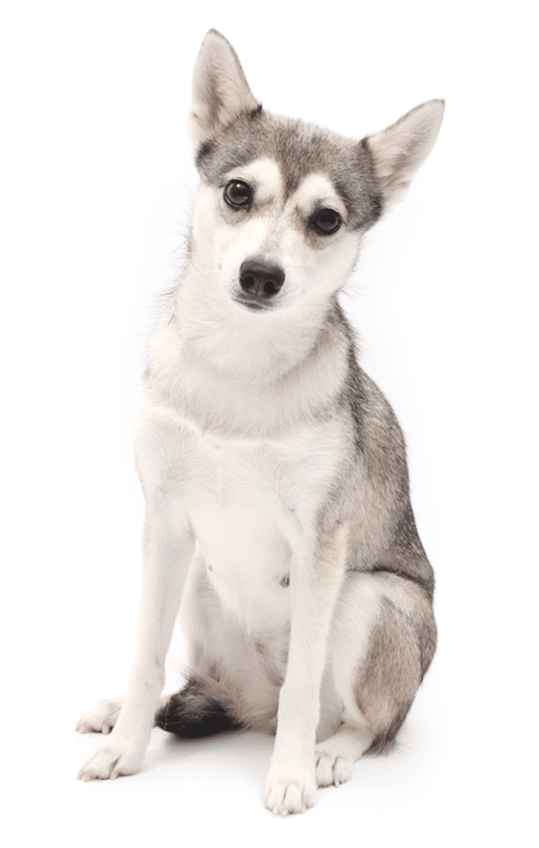 Klee Kai by Gina Cioli/Lumina Media.