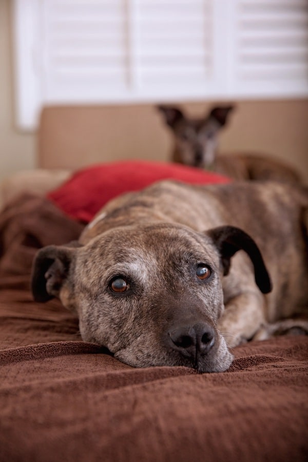 Lori Fusaro’s pup Gabby. (Photo by Lori Fusaro)