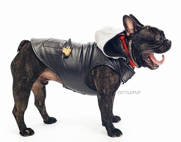 Royce is an adorable tough guy. (Photo courtesy Royce the Frenchie; by Emmy Park of StylePup)