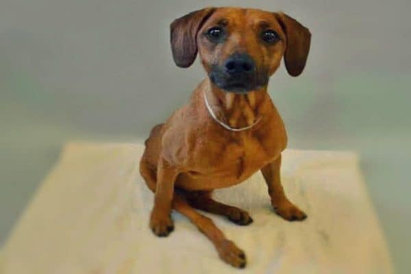 Rusty may still walk again some day. (All photos courtesy Odie's Place)