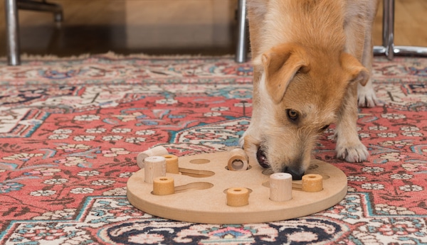 Dog playing with puzzle toy by Shutterstock.
