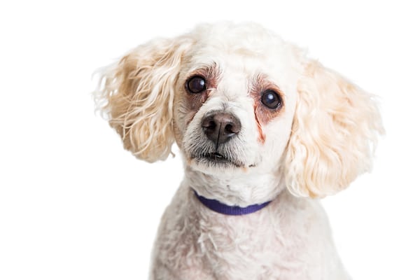 Poodle with tear stains.