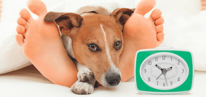 dog throwing up in the middle of the night