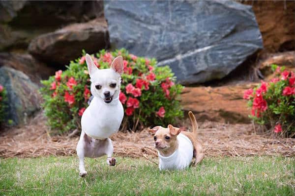 Kanga and Roo. (Photo courtesy Vu)