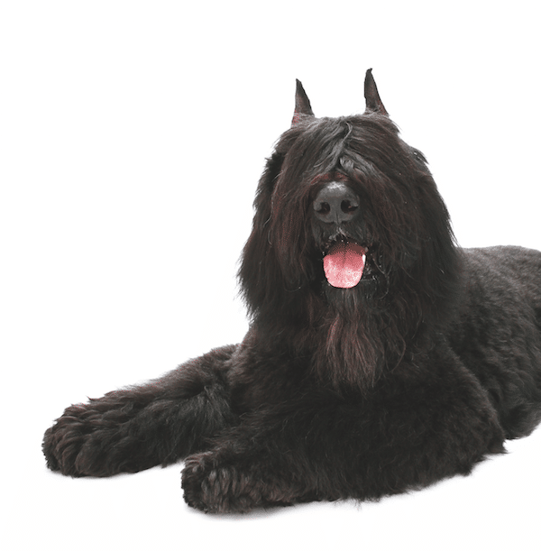Bouvier by Gina Cioli/Lumina Media.