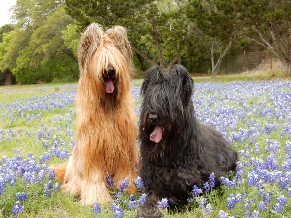 Briard courtesy Connie Nelin