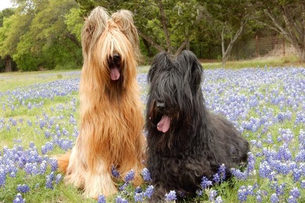 briard dog