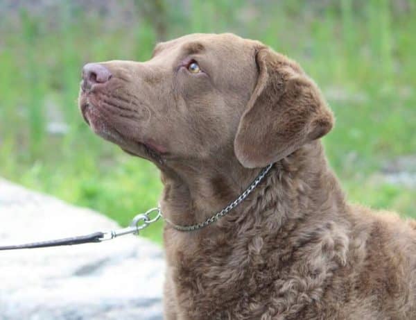Chesapeake Bay Retriever courtesy Jessica O'Dell