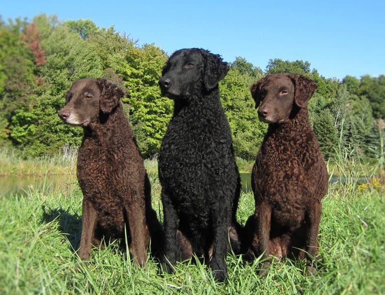 curly coated retriever