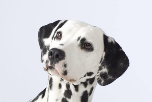 Dalmatian courtesy Toni Linstedt Dalmatian Club of America