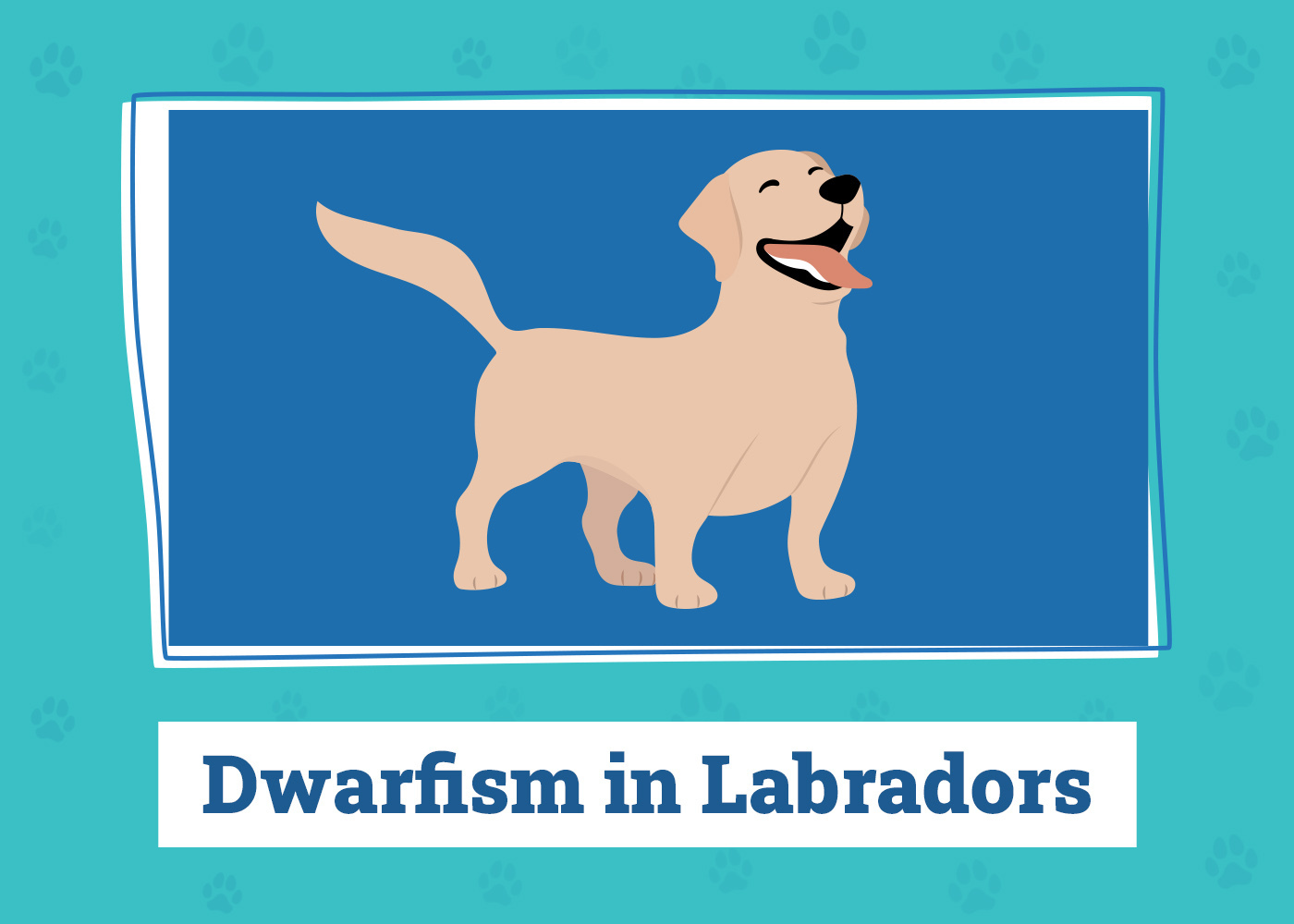 labrador with dwarfism graphic