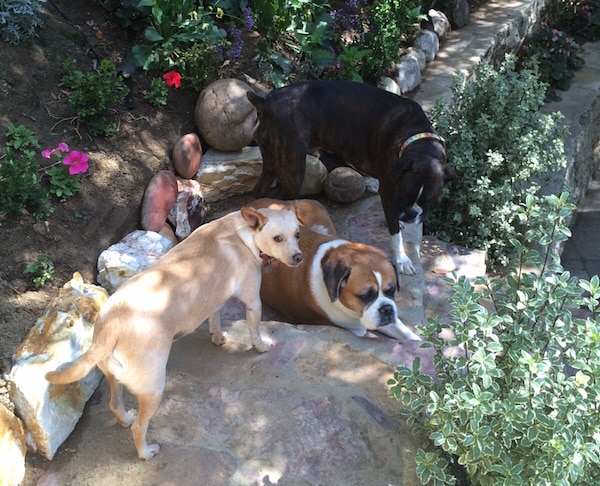 My rescue pups: Edison, Delilah, and Piper. (Photo courtesy Jill Hoffman)