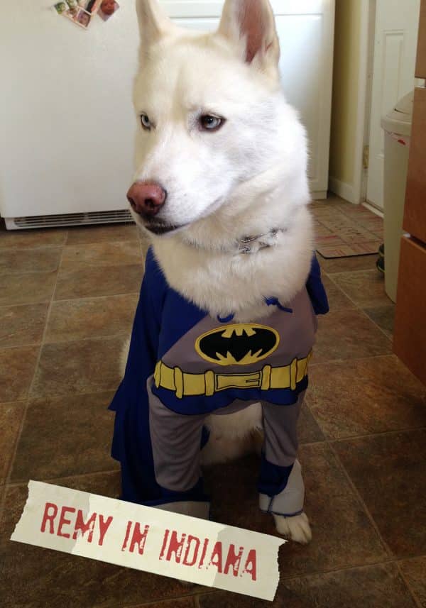 FF_Pub_AskFrankQuestionPhotos_Batman