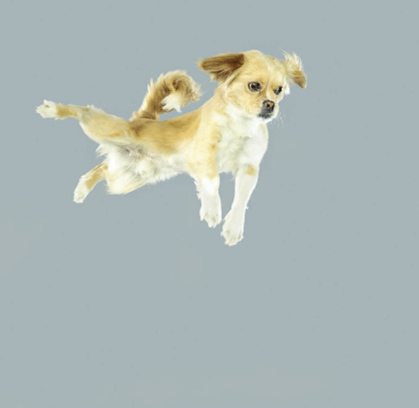 FlyingDogs3