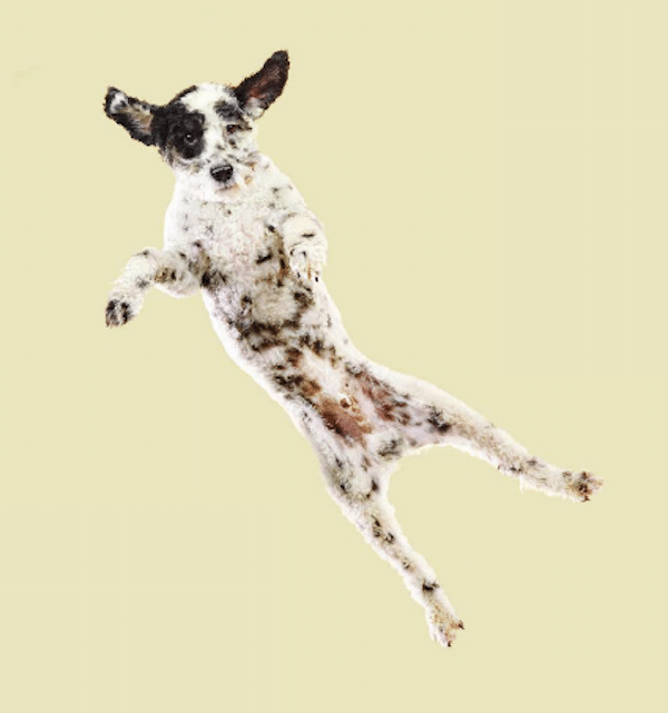 FlyingDogs4