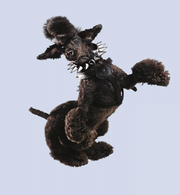 FlyingDogsLast