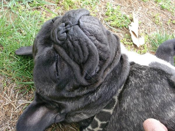 French Bulldog courtesy Deb Stevenson
