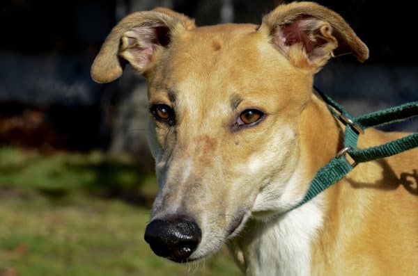 Greyhound courtesy Ernie Slone