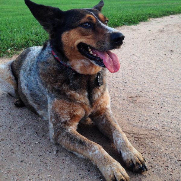 Itchy feet didn't keep Maybelle from running around in the field and rolling in mystery poo.