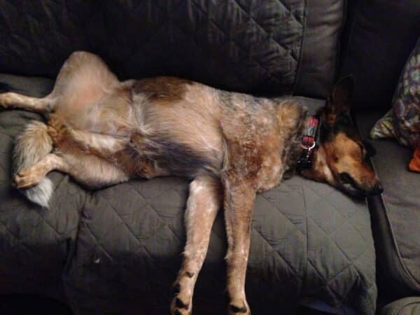 One vet suggested anxiety might be behind Maybelle's chewing--but I doubted it.