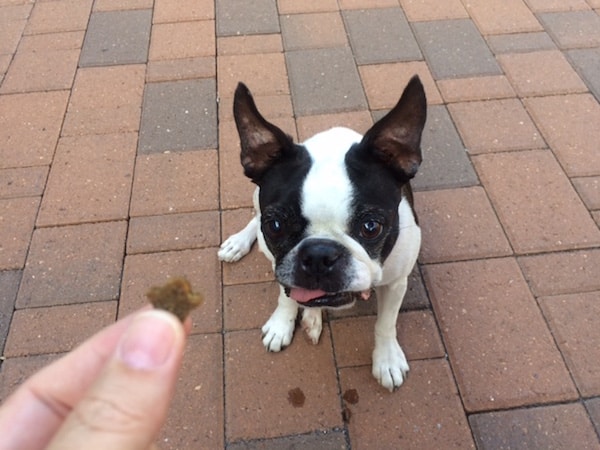Spot Thought Bubble: Forget the shape, I love the taste! Do you see the drool?