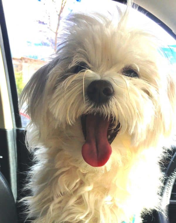 Maltese courtesy Jill Harrison