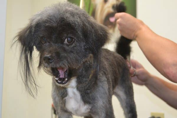Mid shave, Neville was shocked by how good he looked. (All photos courtesy the Helen Woodward Animal Center)