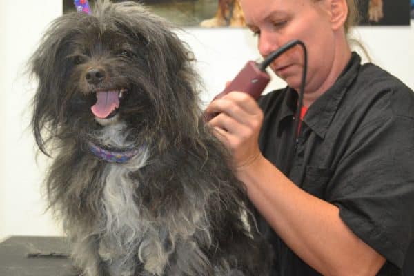 Smiling Neville was happy to get his makeover underway. (All photos courtesy the Helen Woodward Animal Center)