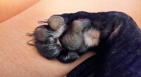 Frenchie Payson's paw.