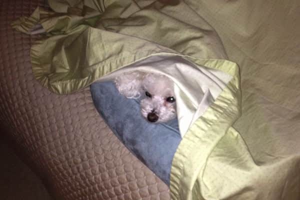 I miss Pierre. (Photo courtesy Jacqueline Fernandez)