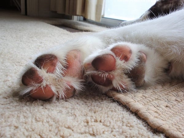 Cat paw sale jelly beans