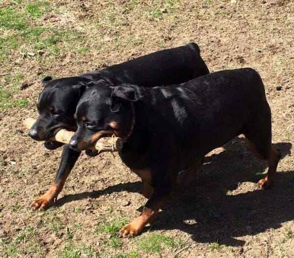 Rottweiler courtesy Jeff Shaver