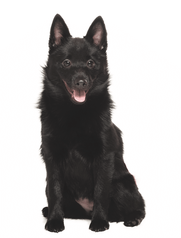 Schipperke by Shutterstock.