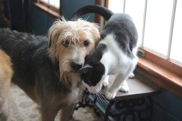 Tucker and Calvin — dog and cat — get along