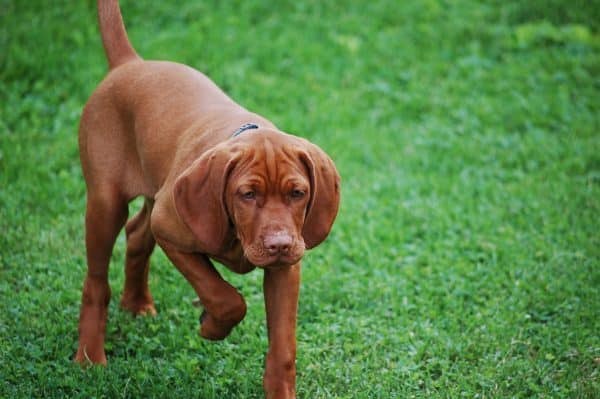 Vizsla courtesy Linda Busch
