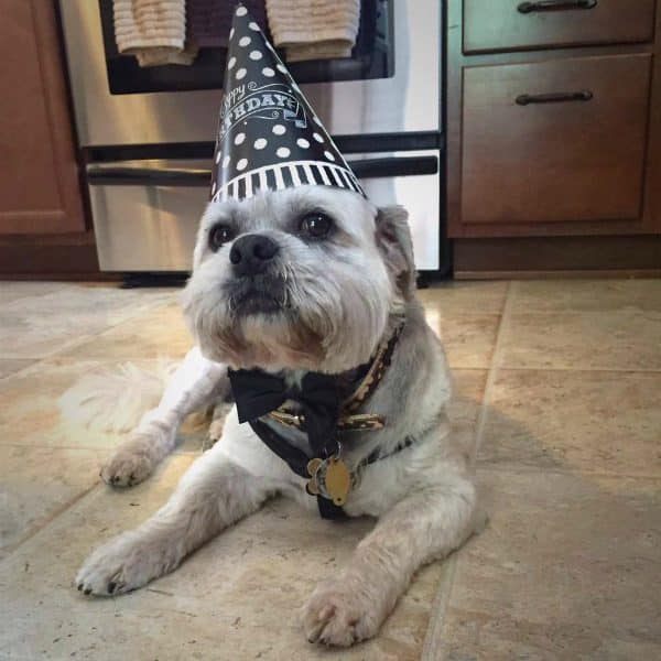 Buzz recently celebrated his adoption anniversary! (All photos courtesy @thefuzzchronicles on Instagram)