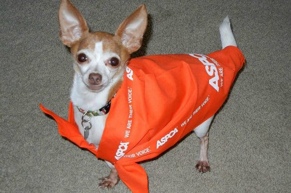 The doggy bandana Annie received after winning the ASPCA contest proves one size does not fit all. (Photo courtesy Emily Moncour) 