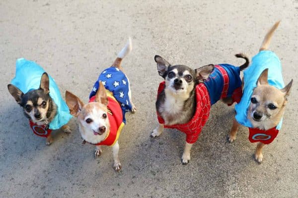 Annie with Timmy, Remy and Molly. (Photo courtesy @mollymcbco)