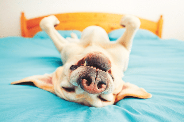 Dog on bed by Shutterstock.