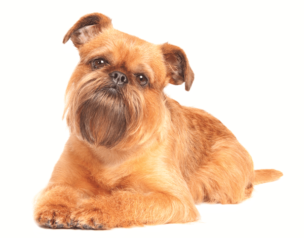 Brussels Griffon by Shutterstock.